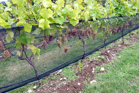 vineyard netting