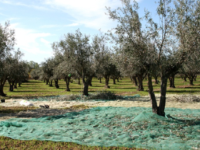 olive harvesting net