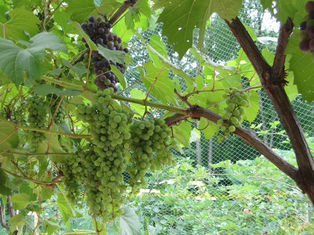 vineyard netting